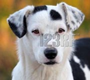 dog3
