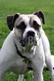 dog1