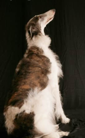 borzoi2