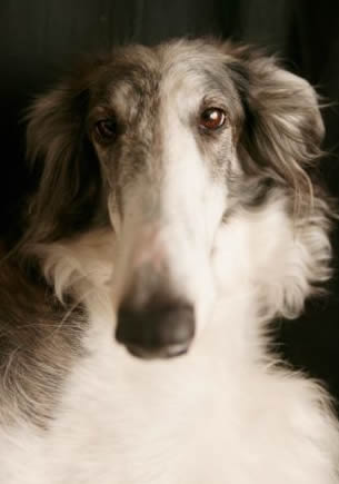 borzoi dog