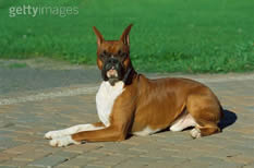 boxer2 jpg