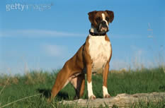 boxer1 jpg