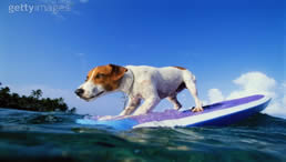 jr dog